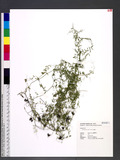 Vicia hirsuta (L.) S. F. Gray p_