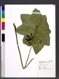 Dysosma pleiantha (Hance) Woodson K