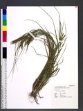 Carex doniana Spre...