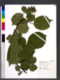 Rubus wallichianus Wight & Arnott a_l