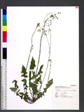 Youngia japonica (L.) DC. subsp. formosana (Hayata) Kitamure OWO