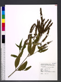Achyranthes longifolia (Makino) Makino h