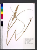 Calamagrostis epigeios (L.) Roth ؤlT