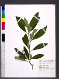 Rauvolfia verticillata (Lour.) Baillon ڪܤ