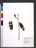 Strychnos cathayensis Merr. OW