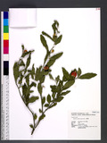 Solanum pseudocaps...