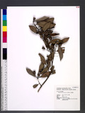 Rhodomyrtus tomentosa (Ait.) Hassk. ]