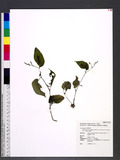 Rhynchoglossum obliquum Blume var. hologlossum (Hayata) W. T. Wang yޯ