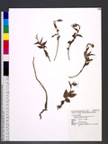 Adenophora morrisonensis Hayata subsp. uehatae (Yamamoto) Lammers sF