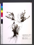 Leontopodium microphyllum Hayata 玉山薄雪草