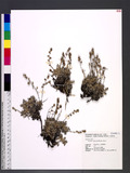 Artemisia oligocar...