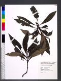 Machilus pseudolongifolia Hayata 