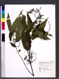 Boehmeria wattersii (Hance) B. L. Shih & Yuen P. Yang R
