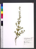 Cuphea carthagenensis (Jacq.) J. F. Macbride JDȯ