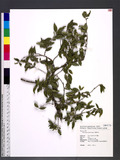 Eurya leptophylla ...