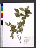 Glycosmis pentaphylla (Retz.) DC. sp