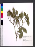 Gardenia jasminoides J. Ellis s