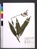 Pollia japonica Thunb. Y