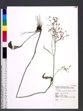Ixeridium laevigatum (Blume) J. H. Pak & Kawano M˯