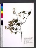 Mikania cordata (Burm. f.) B. L. Rob. A