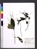 Codonacanthus pauciflorus Nees w