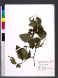 Desmodium sequax Wall. is½