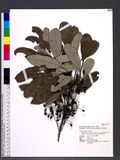 Daphniphyllum glaucescens Blume subsp. oldhamii (Hemsl.) Huang var. kengii (Hurusawa) Huang դַ