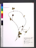 Duchesnea indica (Andr.) Focke 蛇莓