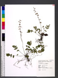 Salvia keitaoensis...