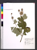 Anemone vitifolia Buch. -Ham. ex DC. pY