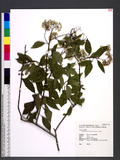 Microglossa pyrifolia (Lam.) Ktze. p޵