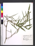 Bambusa beecheyana Munro var. pubescens (Li) Lin 大頭典竹