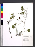 Hydrocotyle verticillata Thunb.