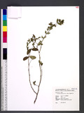 Chamaesyce hypericifolia (L.) Millsp. ju