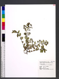 Chamaesyce hypericifolia (L.) Millsp. ju