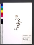 Anaphalis morrisonicola Hayata ɤsţ­