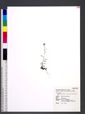 Gnaphalium luteoalbum L. subsp. affine (D. Don) Koster T