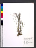 Eragrostis multicaulis Steud. heܯ
