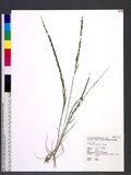 Sporobolus indicus (L.) R. Brown