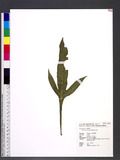 Microsorum insigne (Blume) Copel.