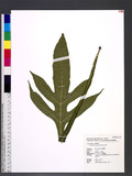 Microsorum insigne (Blume) Copel.