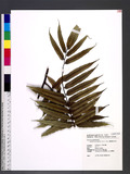 Angiopteris palmiformis (Cav.) C. Chr. [y