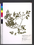 Oenanthe javanica (Blume) DC. 