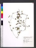 Duchesnea indica (Andr.) Focke 蛇莓