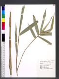 Bambusa dolichomerithalla Hayata s