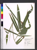 Bambusa vulgaris Schrad. ex J. C. Wendl. s