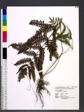 Pteris biaurita L. ߻