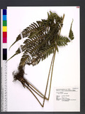 Pteris biaurita L. ߻