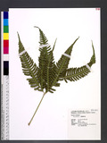 Pteris biaurita L. ߻