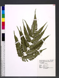 Pteris biaurita L. ߻